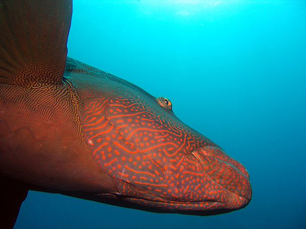 Napoleon Wrasse